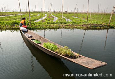 Floating gardens on Inle Lake. Since the lake is very shallow, the fields and beds are anchored in the bottom of the lake with poles @ Birgit Neiser