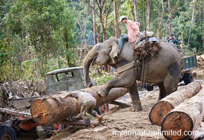 Today the enormous strength of the elephants is still needed for hard work in the teak forests
@ Birgit Neiser